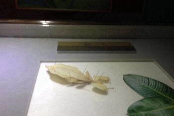 博物馆活昆虫被偷走